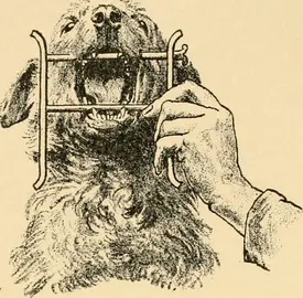 Ilustraci&oacute;n del libro Dolencias del perro y su tratamiento. 1911