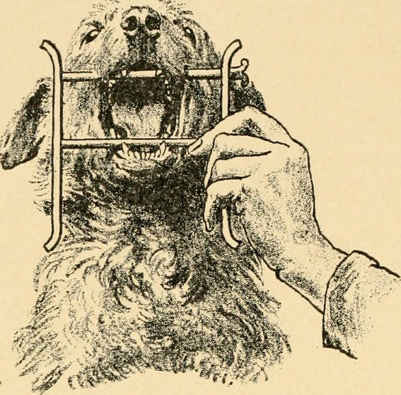 Ilustración del libro Dolencias del perro y su tratamiento. 1911